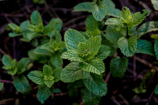 Refresh Your Fridays with Peppermint Essential Oil