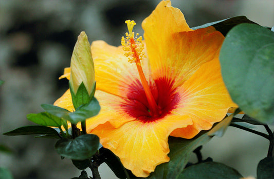 The Amazing Benefits of Hibiscus: Nature's Superflower